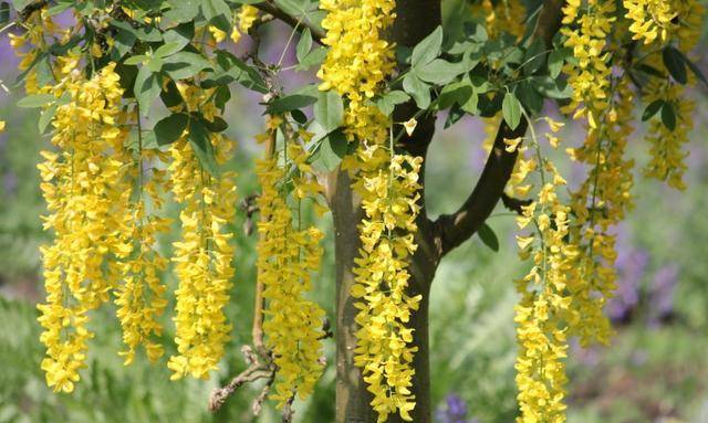 四月 桃花星降临 财运之门大开 这4大星座将收获完美爱情 金牛座 内心 感情