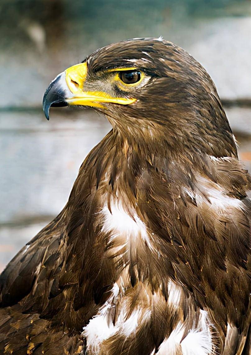 黑龙江出现"神秘大雕",众目睽睽对人发动刺杀,专家