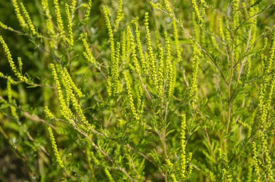 植物杀手 豚草现身沈阳 发现立即铲除 它危害有多大 物种 方式为 影响