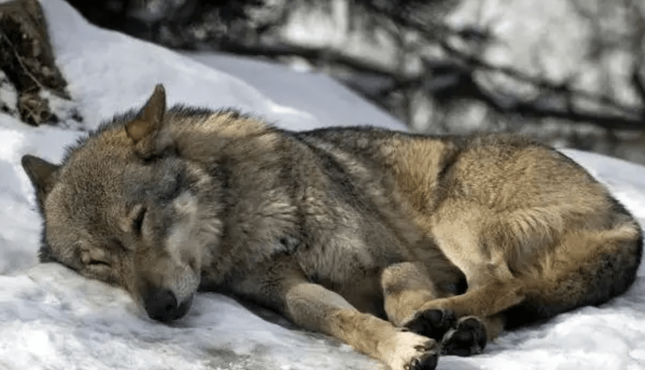怀孕母狼掉入陷阱,老牧民花重金买下放生,3年后狼群救全村一命_捕兽夹