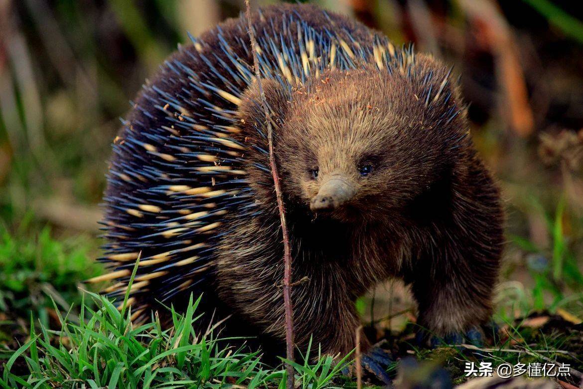 (也会缩成球)刺猬:脊索动物门-哺乳纲-真盲缺目-猬科劳亚兽总目中的一