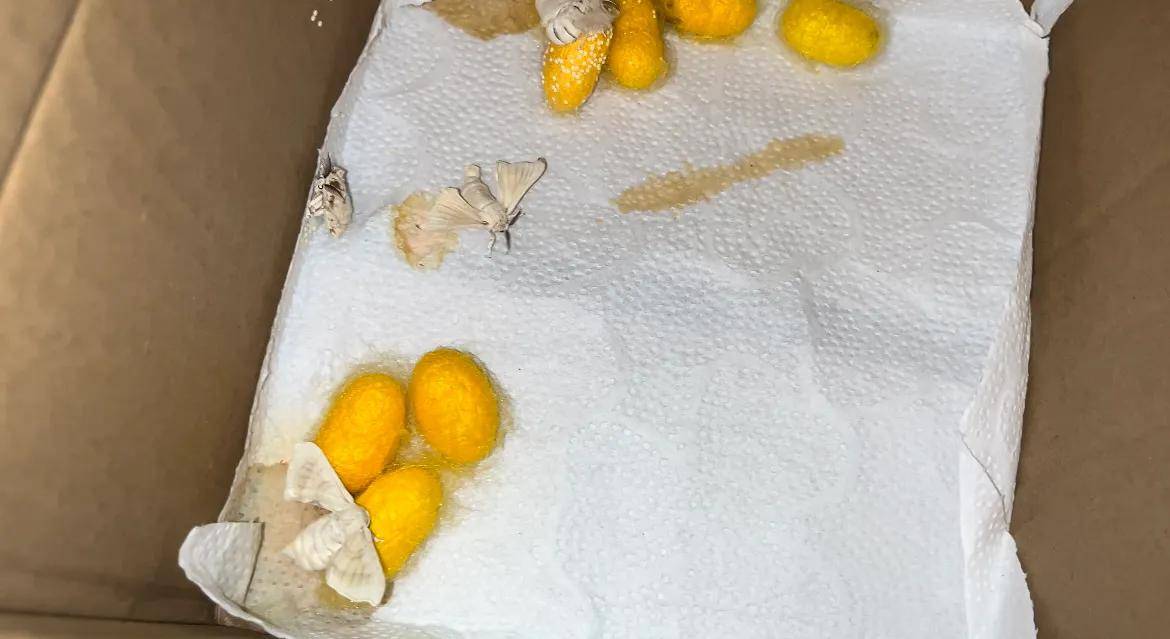 蝴蝶_幼虫_蚕蛾