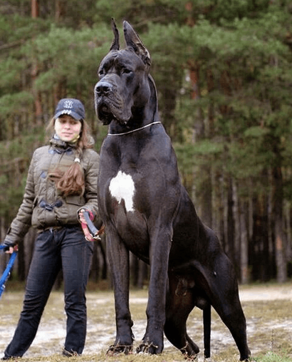 巨型犬品种大全 大型图片
