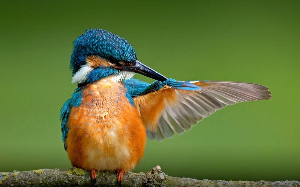 原创盘点10种美丽的鸟类它们都以自己独特的羽毛而闻名