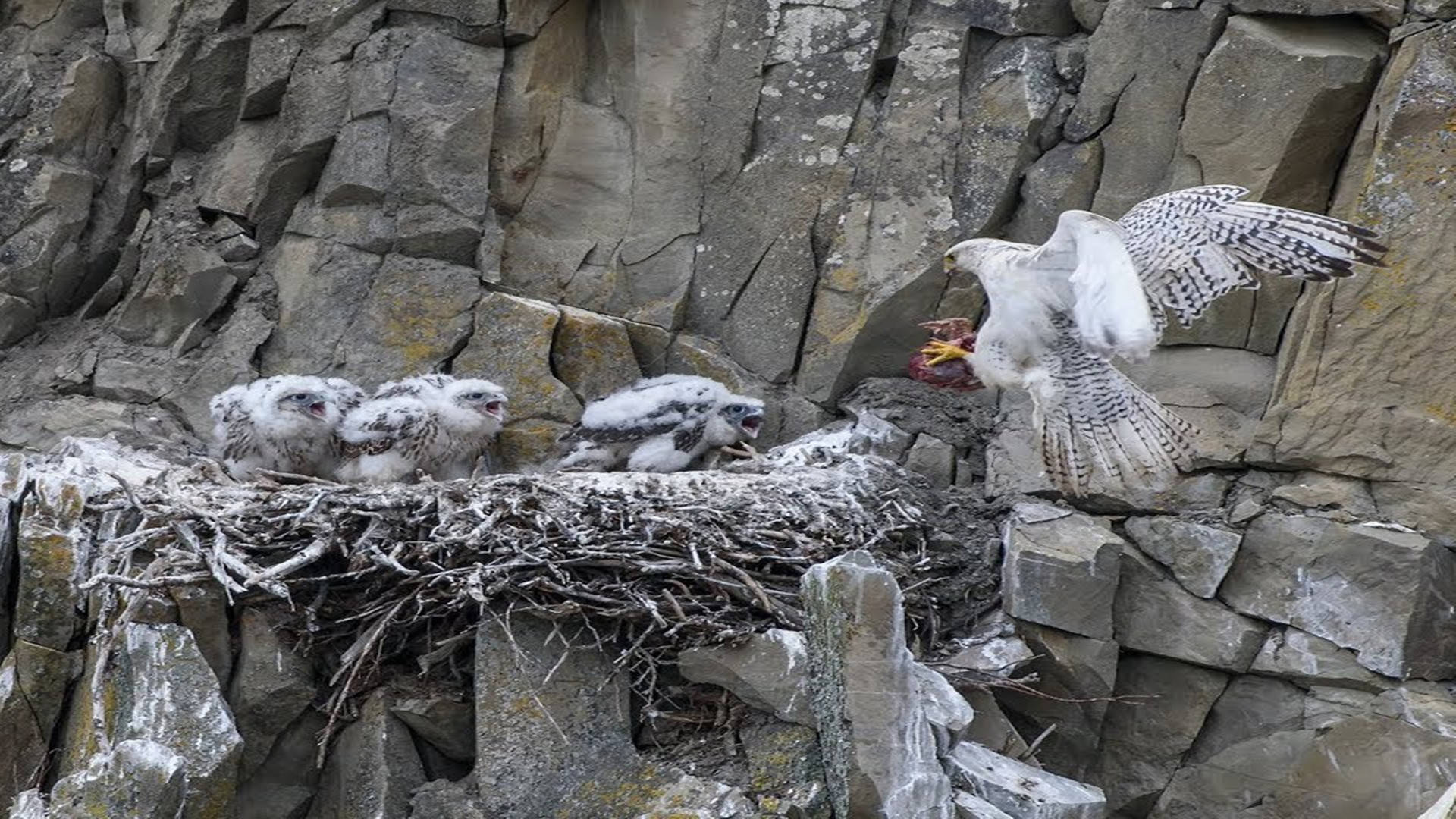 白隼幼鸟饿得奄奄一息,隼爸却视而不见,危急时刻妈妈带回野兔肉_食物