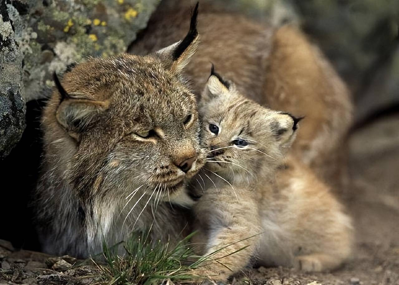 一只雄性猞猁通过偷袭战术在14天内连续杀死了2头母狼和3只幼崽