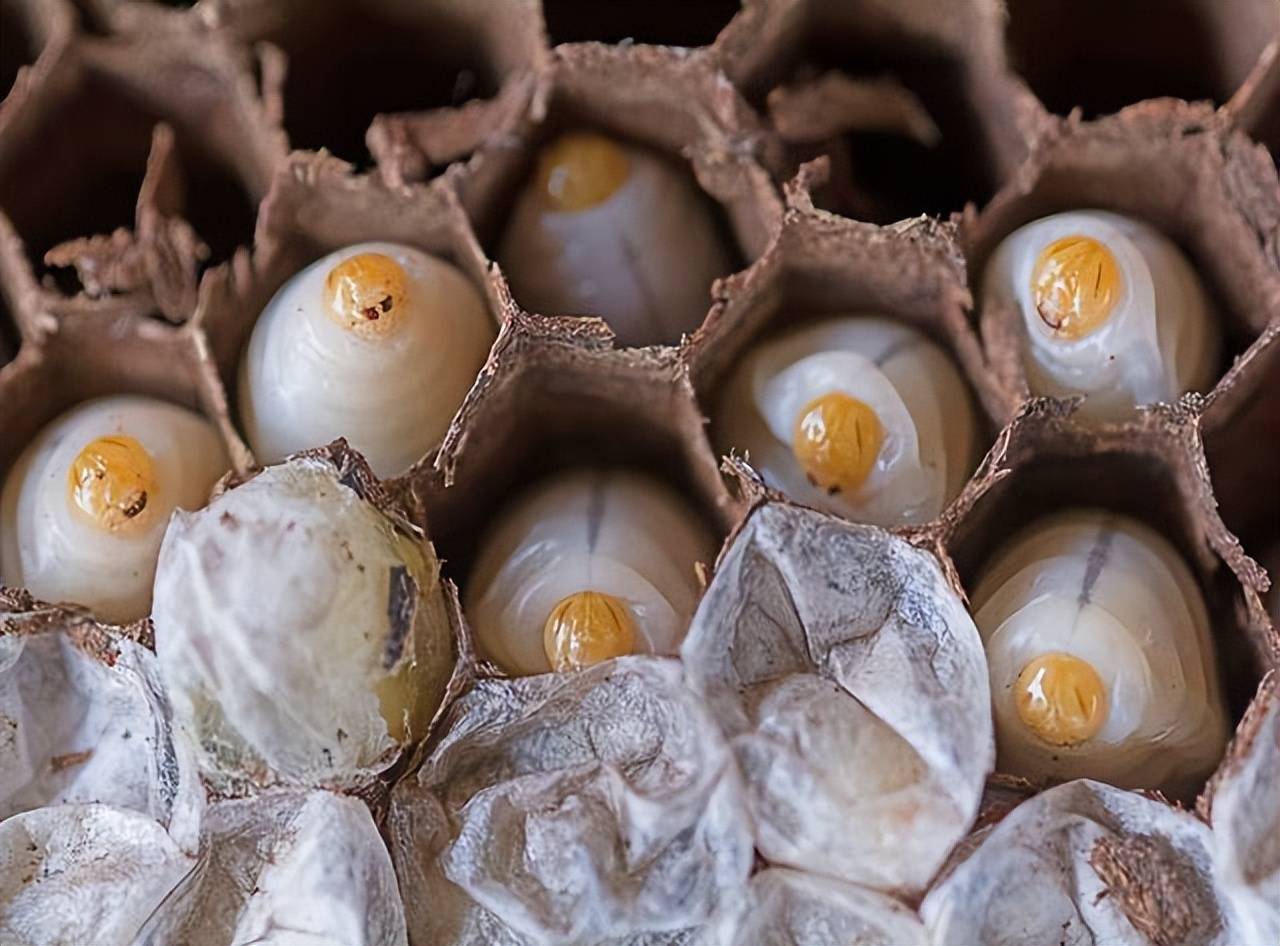 一口气了解关于黄蜂的5个冷知识_蜘蛛_幼虫_宿主