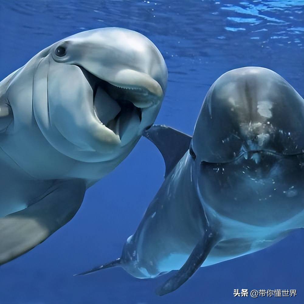 这种海洋生物你一定不能错过