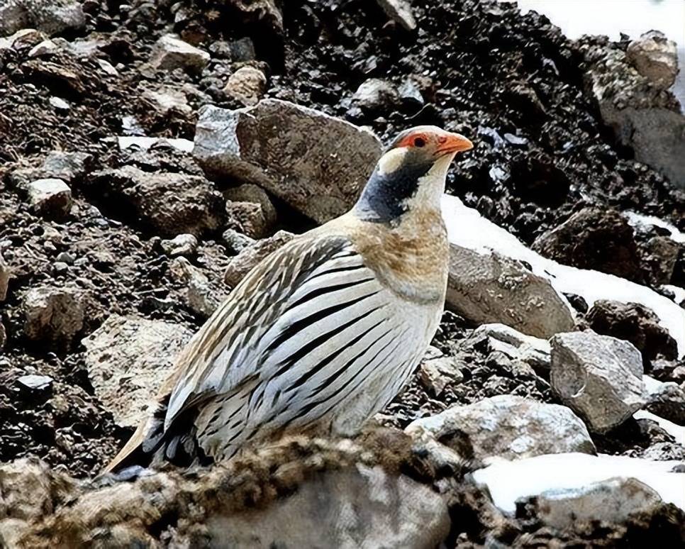 阿勒泰雪鸡,不能杀不能吃,否则要坐牢_高山和_阿尔泰_行走