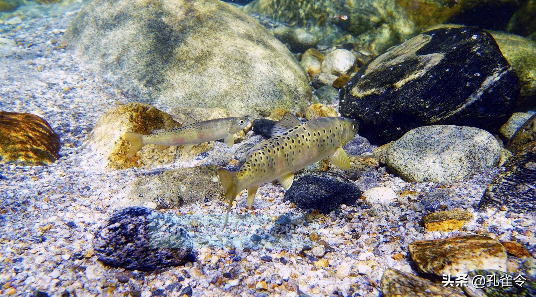 逆水魚細鱗鮭逆境勇者每當山溪漲水便重複千萬年來的生命輪迴