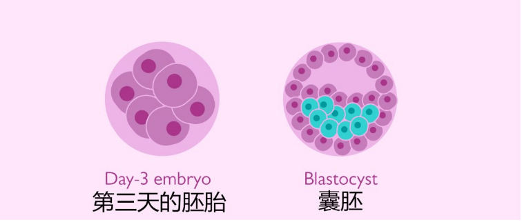 吃促排卵药几天看卵泡?