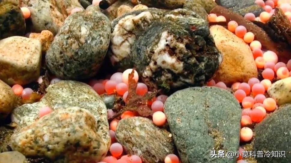 原创动物大百科鲑鱼绝食千里产卵用自己的身体养育后代