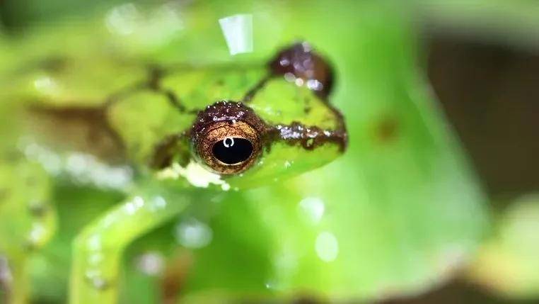 黑眼睑小树蛙(chapa bubble-nest frog)_森林_物种_status