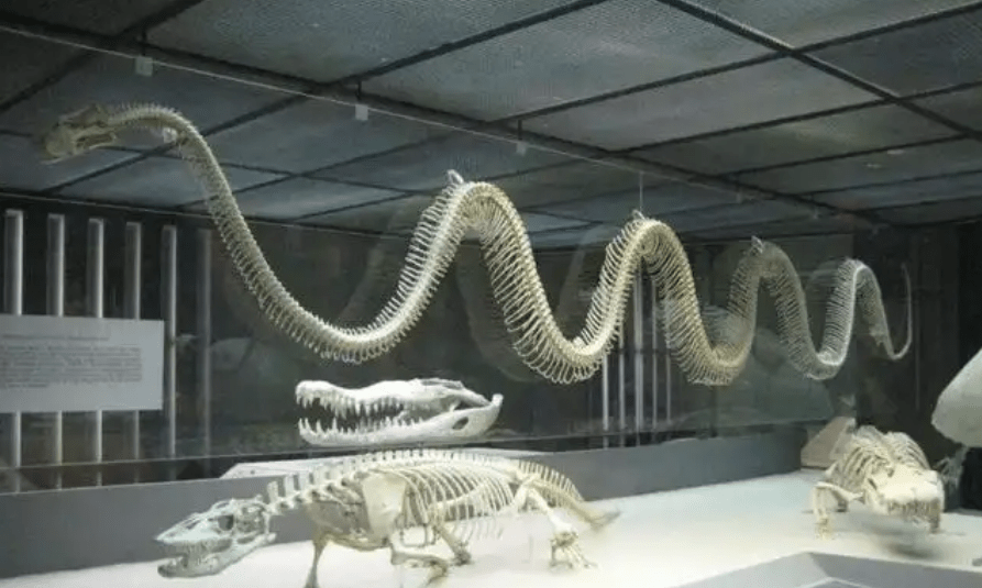 泰国巨蛇化石图片