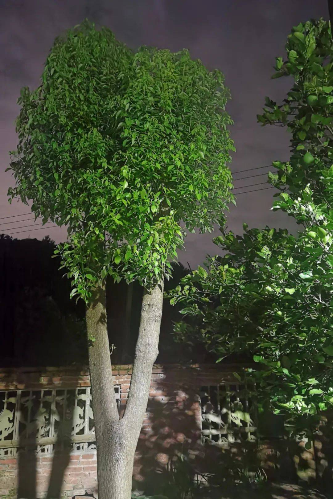 散文|《故乡的香樟树》_树苗_地方_树枝