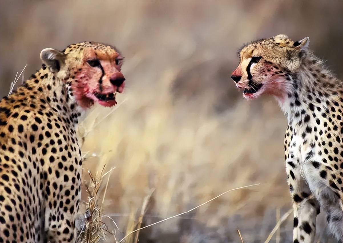 1997年,四川女大学生把花豹当孩子养,3年后重逢,花豹奔向她_豹子_草原