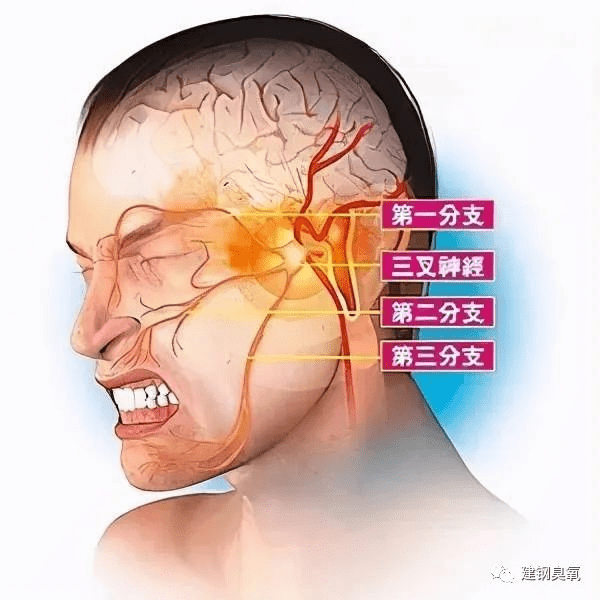 上颌神经的分支图片