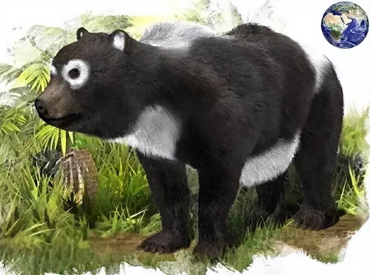 原创动物趣闻消失的远古生物大熊猫的近亲巴氏大熊猫
