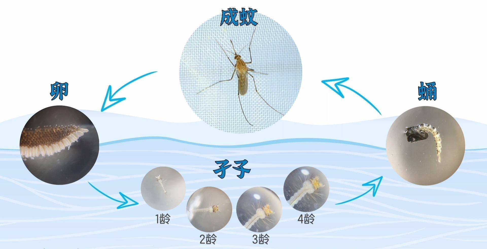 蚊子进化过程图图片