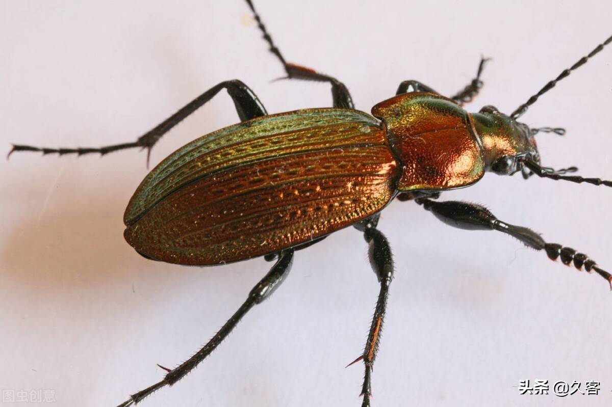 成都黄金甲虫:因体内含有黄金,被疯狂捕捉而灭绝?