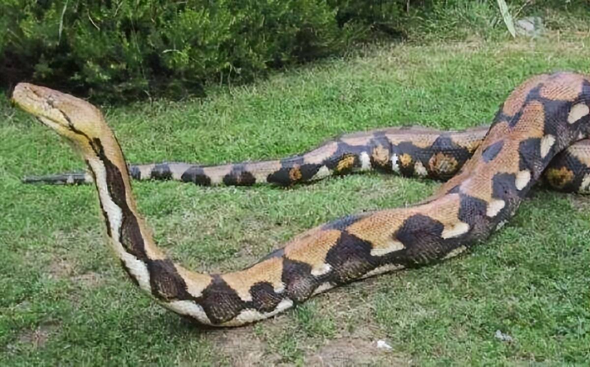 印度网状蟒,无毒,却要人命