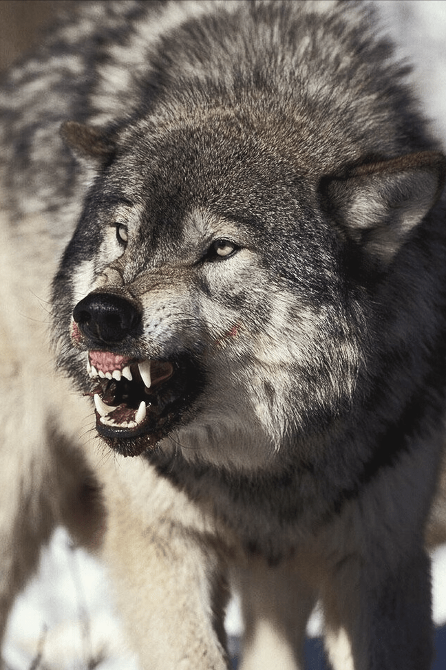 野狼完全忽视了周围的肥羊,直直地朝着他冲了过来.