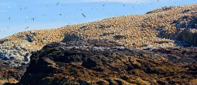 世上最“臭”的海岛，岛上生活着7亿只海鸟，每年产生2000吨鸟粪