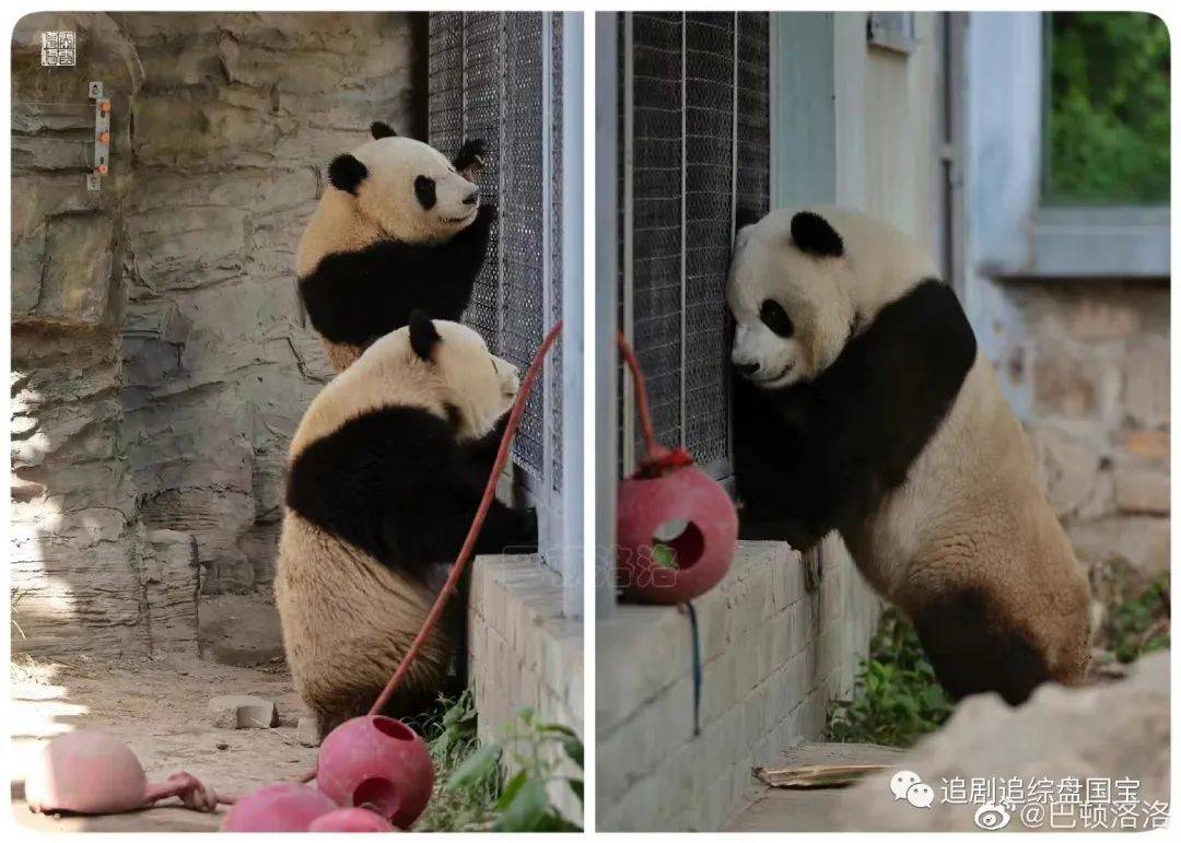 盘国宝大法好之越狱大熊猫萌兰