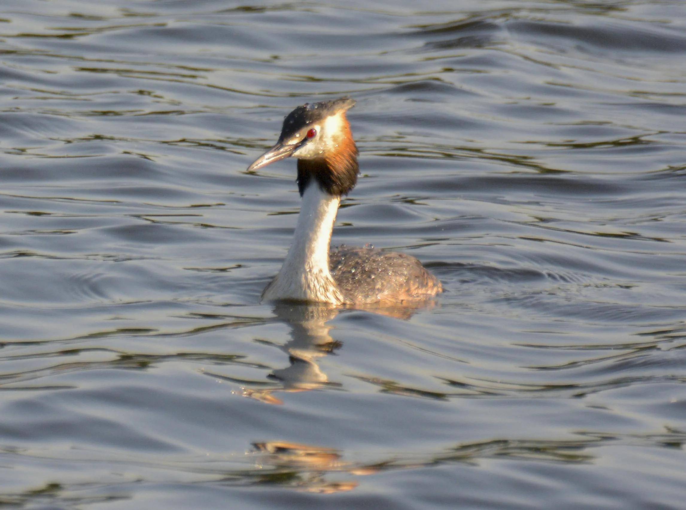 凤头鸊鷉,俗称张八狗或水老鸹,也有人称浪花儿,浪里白,鸟人简称为"