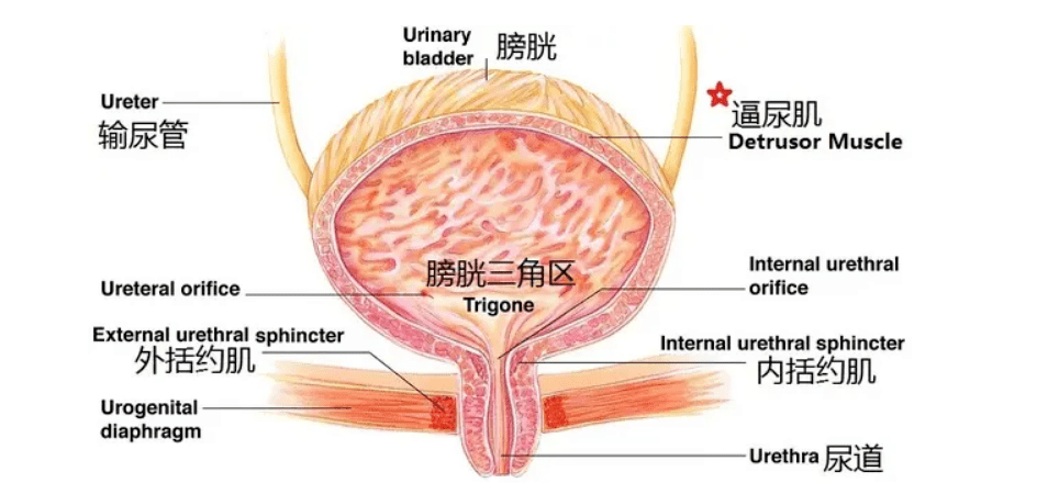 马尾综合征患者吃西药没有效果，该吃还是该停？