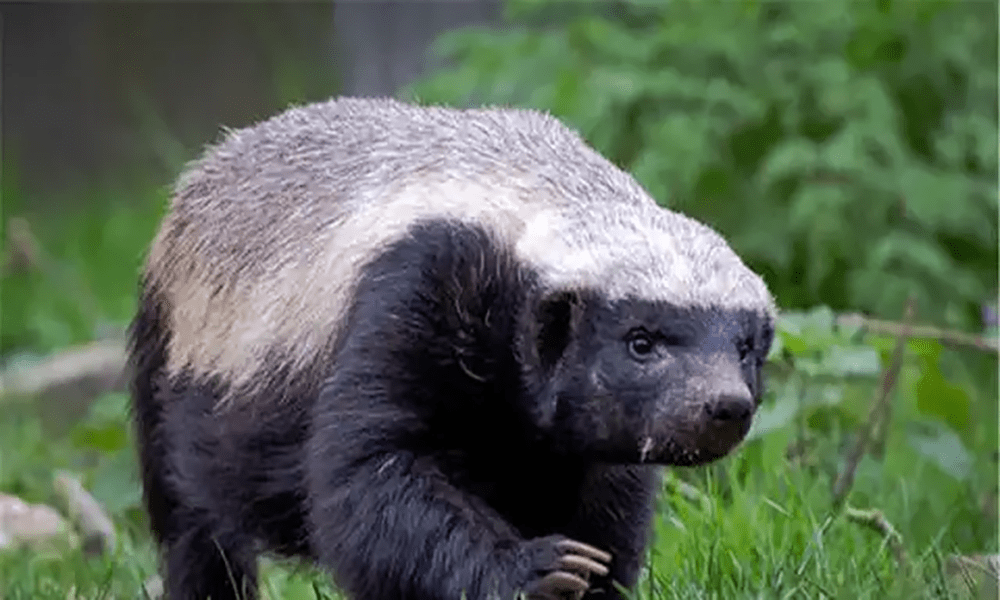 自然界中,蛇又十分害怕什么呢?_实验_因为_人们