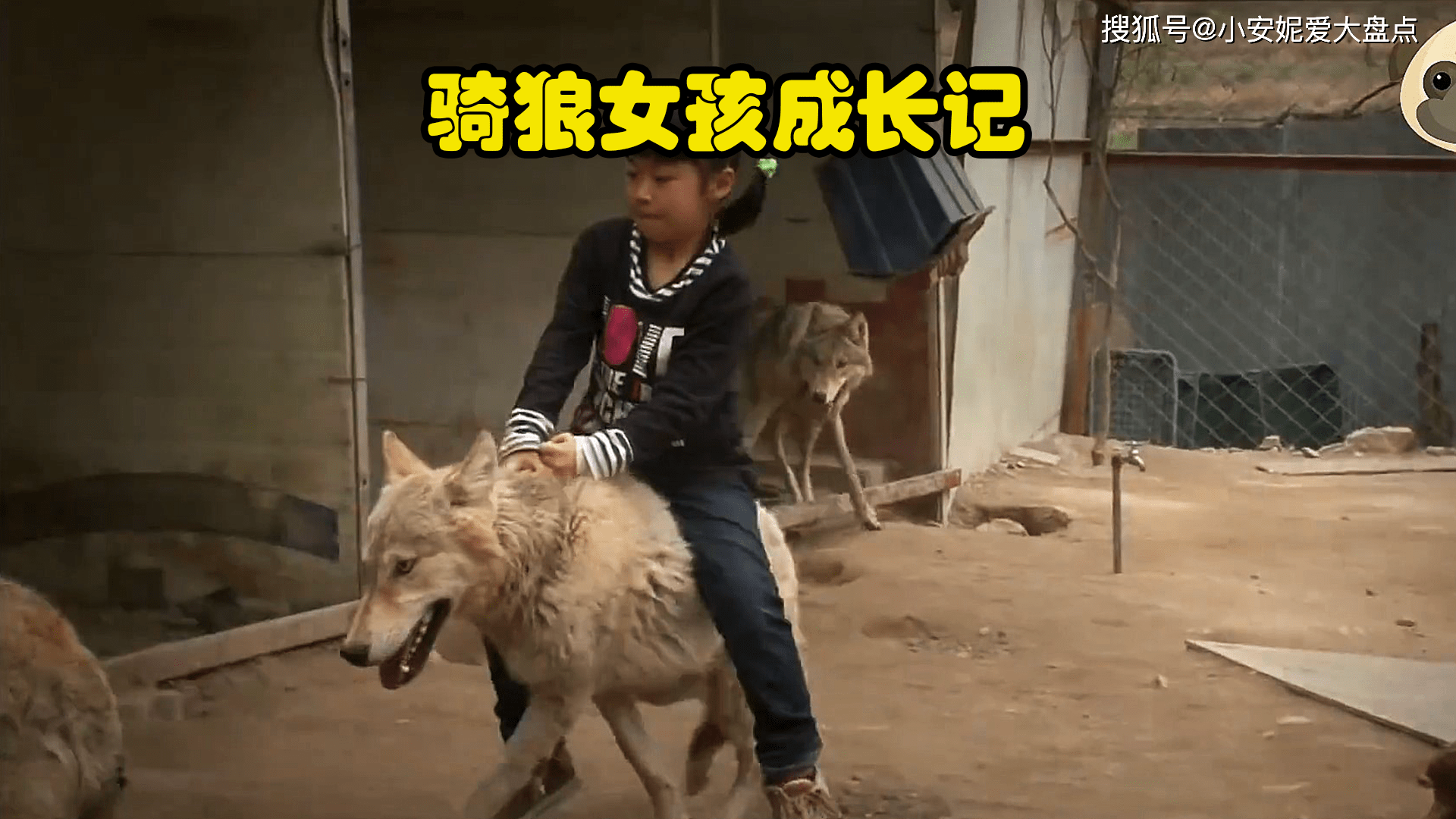 骑狼女孩成长记女孩收留一窝狼崽几年后狼王对她言听计从