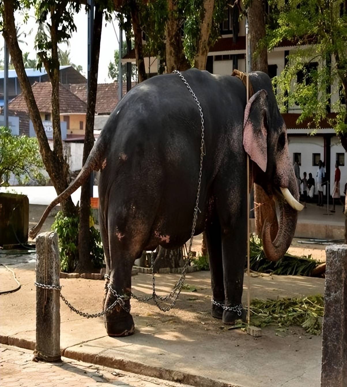 你只看到大象的温顺,却没有看到温顺背后的血淋淋