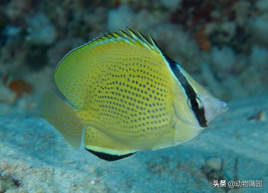 原创物种百科密点蝴蝶鱼