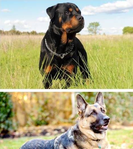 家里想养一条护卫犬:德牧和罗威纳,哪个比较好?_威纳都_训练_家庭