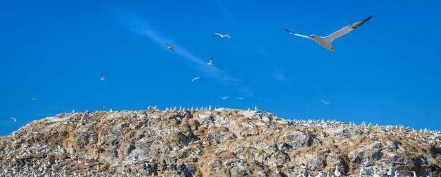 世上最“臭”的海岛，岛上生活着7亿只海鸟，每年产生2000吨鸟粪