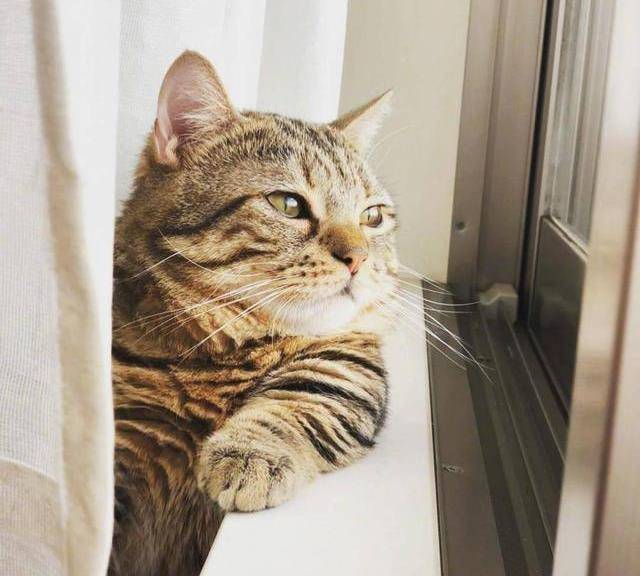 猫咪这6个表现说明它很孤独主人多陪陪它吧