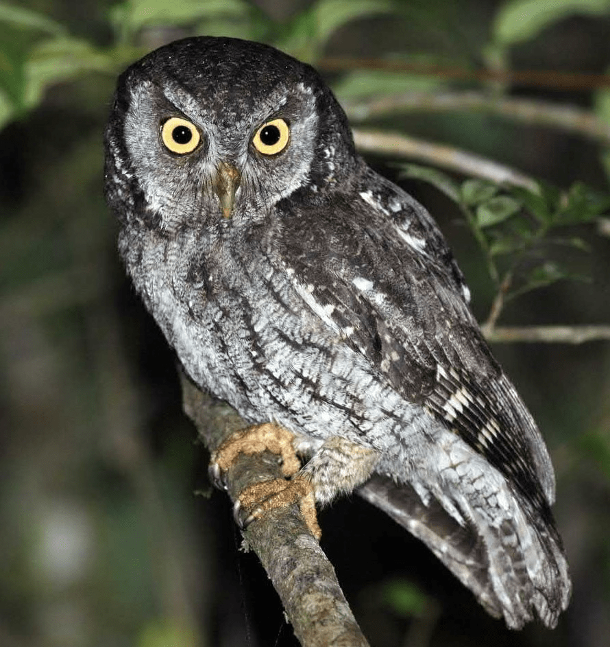 世界猫头鹰大全热带地区猫头鹰