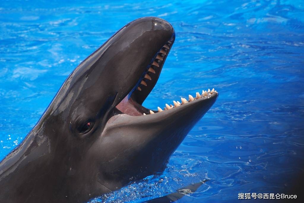 伪虎鲸和宽吻海豚图片