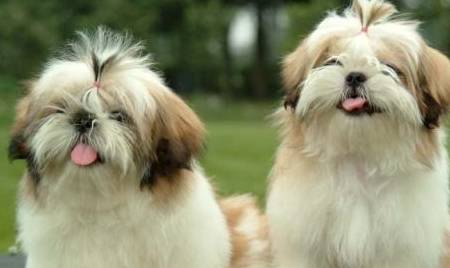 长寿的狗狗都有哪些 寿命 体型 生活