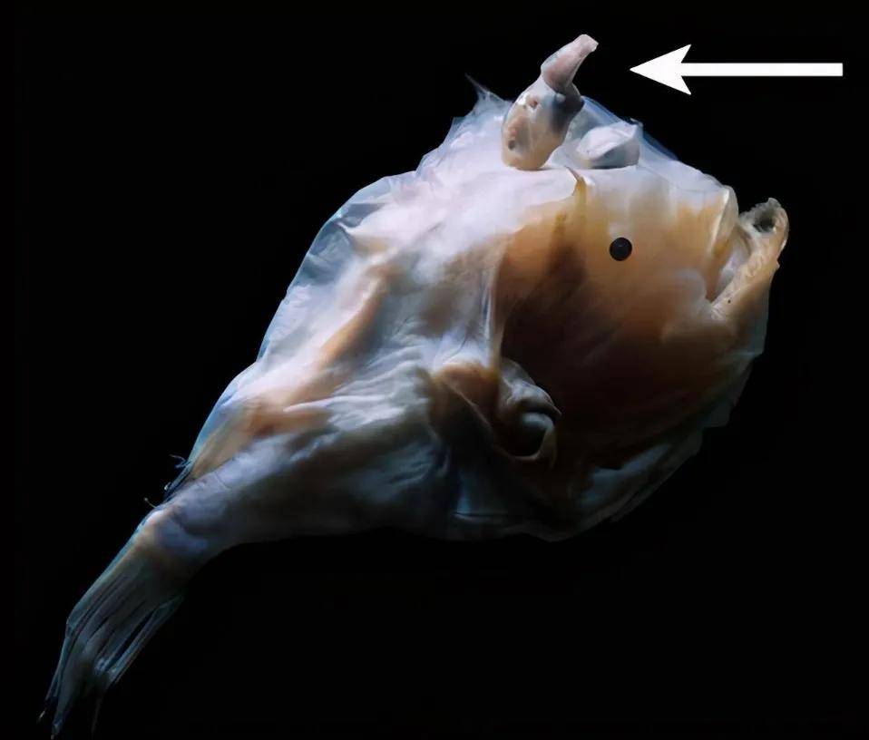 永远相依相伴"永不分离"40雄合体的琵琶鱼_雄鱼_器官_寄生