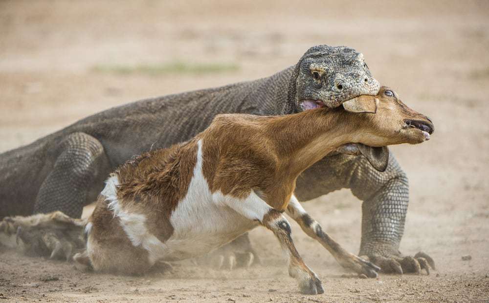 古巨蜥vs科莫多巨蜥图片