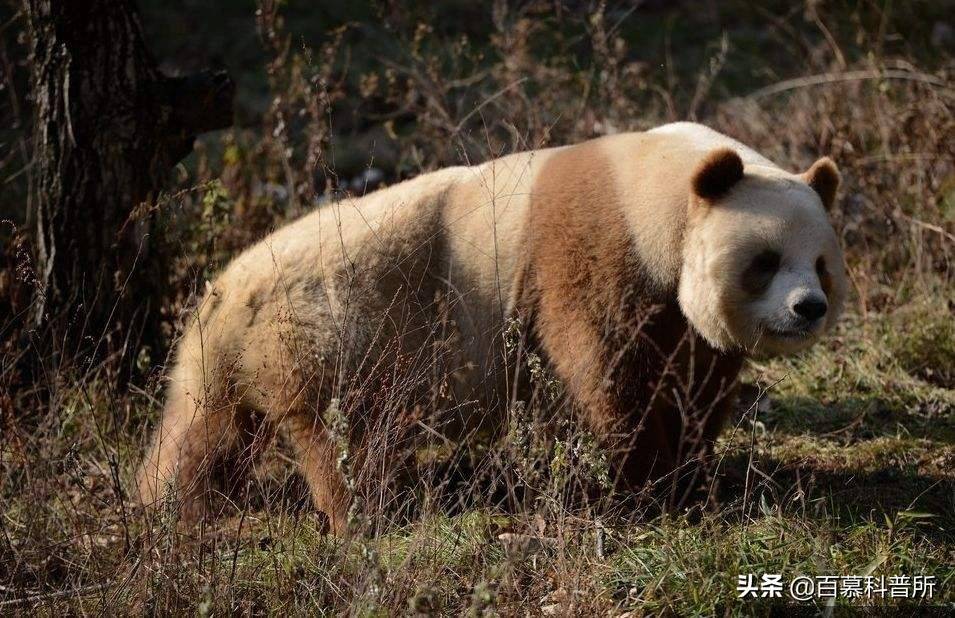 远古熊猫食铁兽图片图片