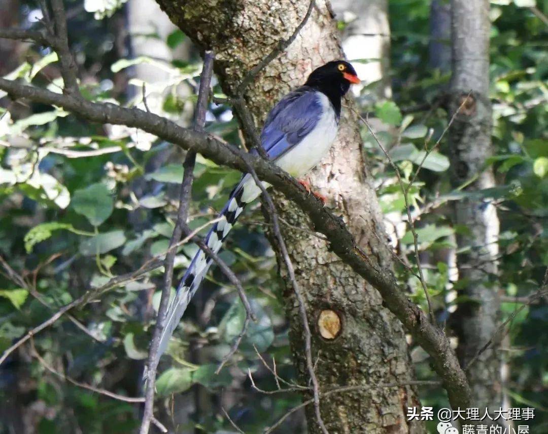 传书的信使61青鸟遇见大理大学校园里的红嘴蓝鹊长尾蓝鹊