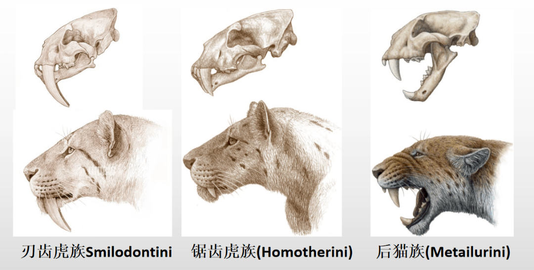 剑齿虎亚科分类图片