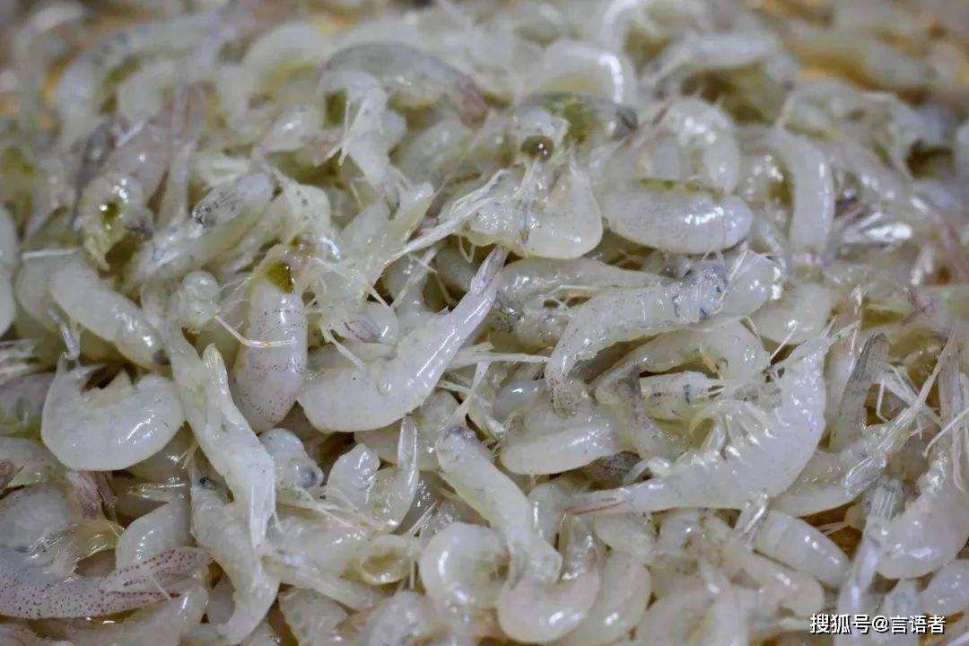 巢湖三珍味道鲜美营养价值高都是海鲜上品