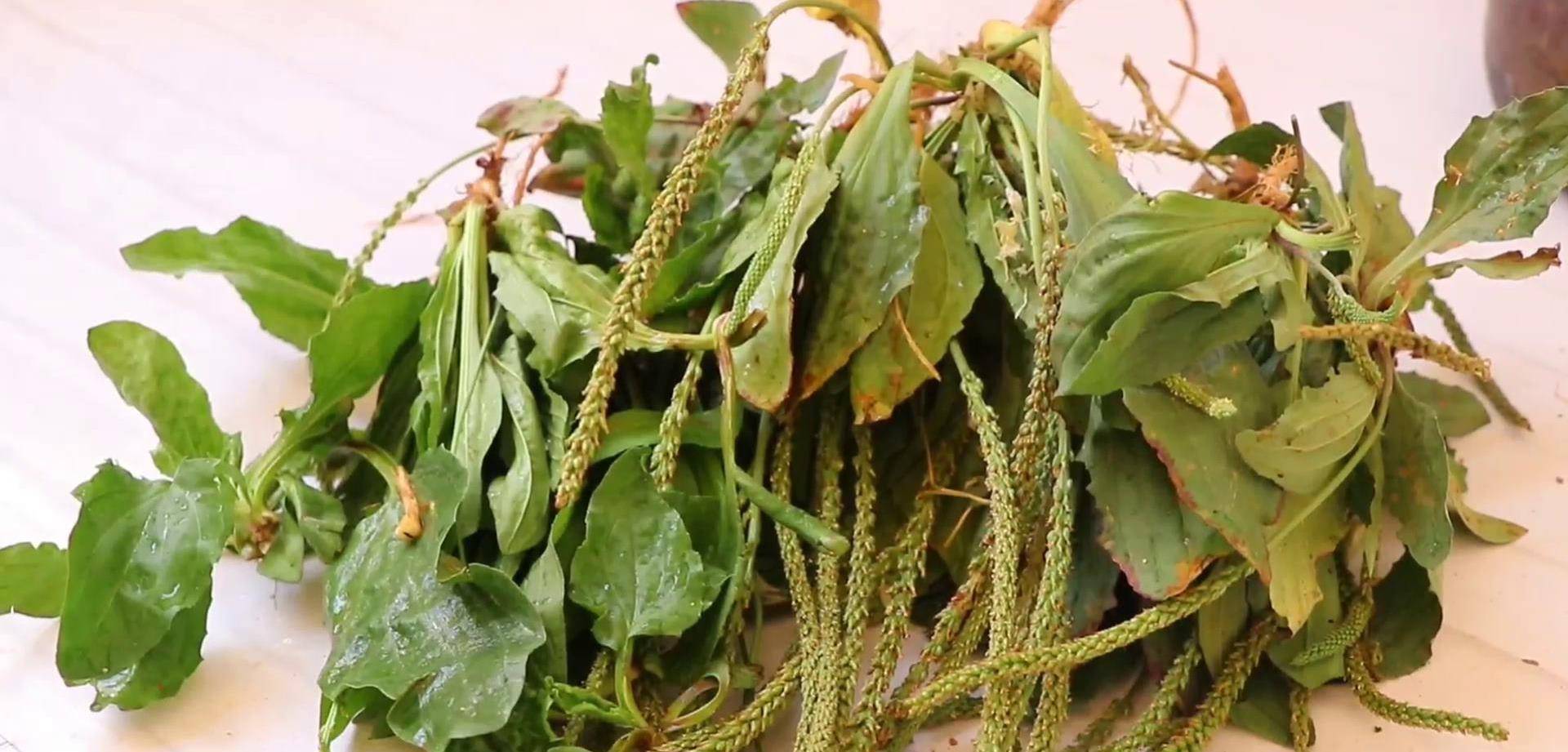 农村人常用车前草煎水喝,小慢把它做成了一道菜,味道还不错_都有_干