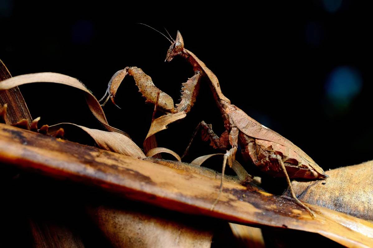 原创大自然中的隐身术冠军枯叶类