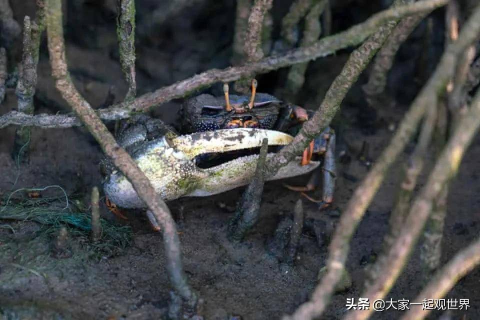 "双头鹰形吊坠" 国外帝国,18 世纪中叶.材质:黄金,红宝石和珐琅.