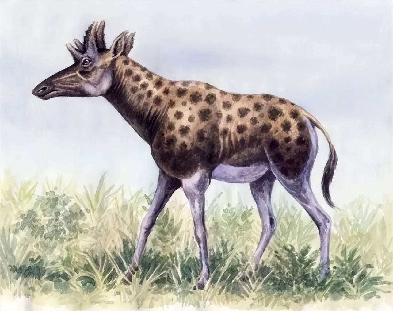 长颈鹿的祖先萨摩麟,以及和它同类的远古生物_生活_体型_四肢